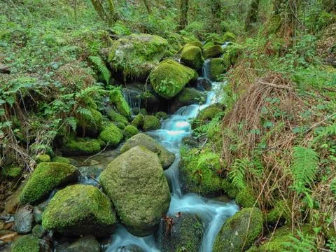 River in the forest Stock Photos