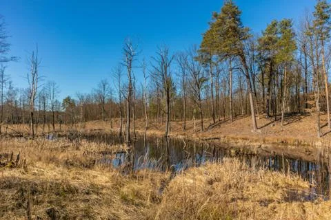  River in the forest Stock Photos