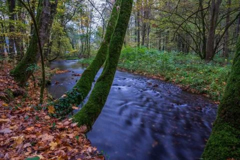 River in the forest Stock-Fotos