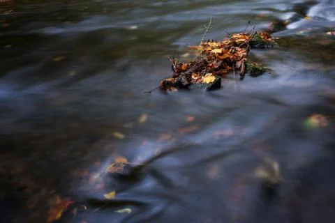 River in the forest Stock Photos