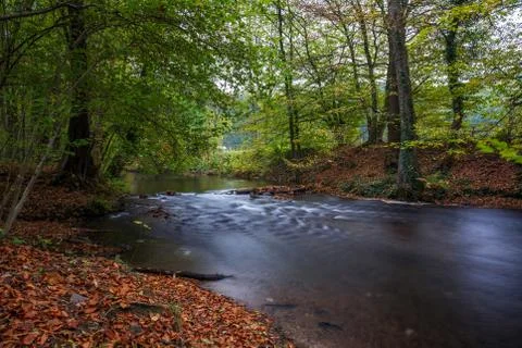 River in the forest Stock Photos