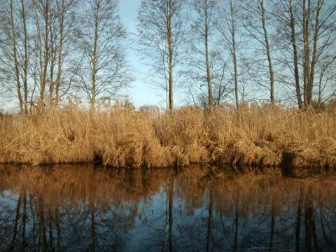 River in the forest Stock Photos