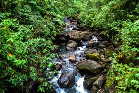 The river in the forest Foto stock
