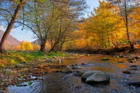 River in the forest Stock Photos
