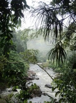 A river in the forest. Stock Photos