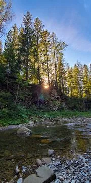 River in the forest Stock Photos