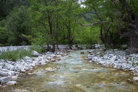 River in forest Stock Photos