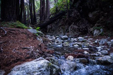 River Forest Stock Photos