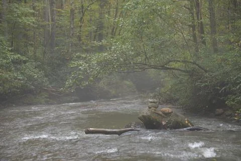 River in a forest Stock Photos