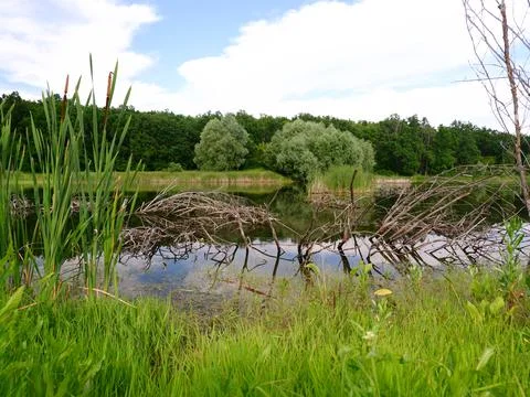 River in the forest Stock Photos