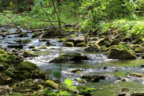 River in forest 스톡 사진