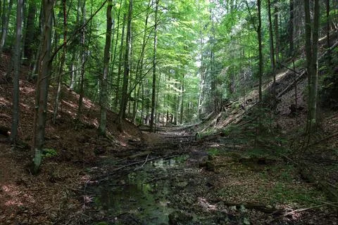 River in forest Stock Photos