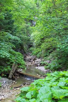 River in the forest Stock Photos