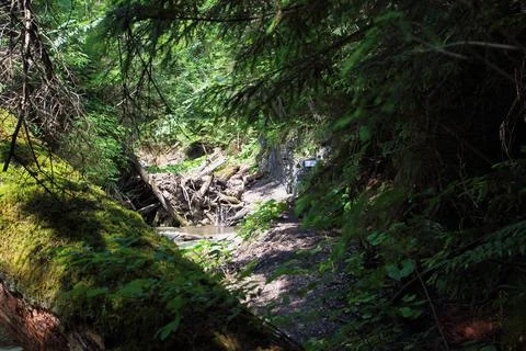 River in forest 스톡 사진