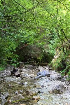 River in the forest Stock Photos