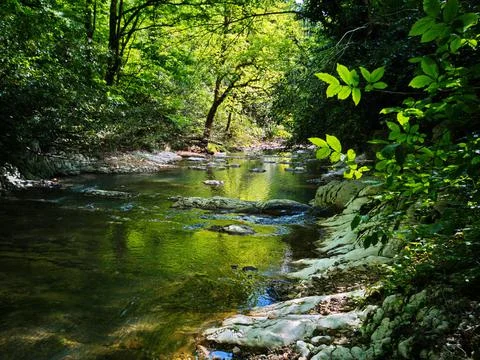River in the forest 스톡 사진