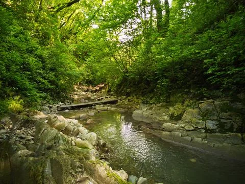 River in the forest Stock Photos