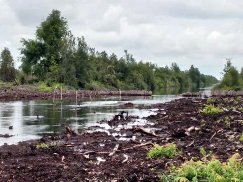 The river at Forest Foto stock