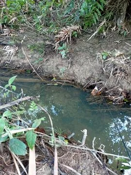 River in forest Stock Photos