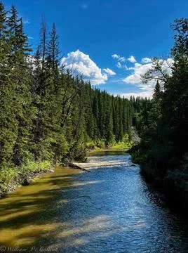 River in the Forest Stock Photos
