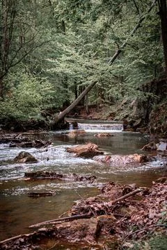 A river in forest Foto stock