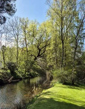 River in the forest Stock Photos