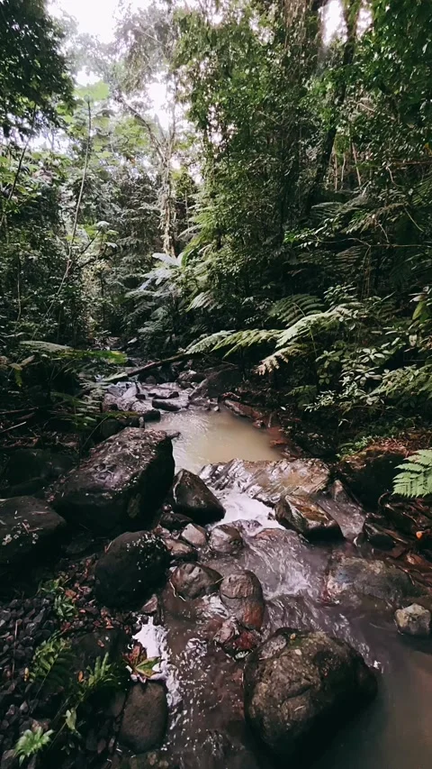River in the forest, river, water, stream, nature, forest, waterfall, Stock Footage 233718603