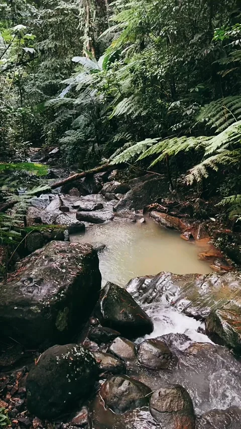River in the forest, river, water, stream, nature, forest, waterfall, Stock Footage 233718604