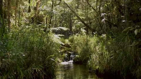 River in the forest in Serra da Canastra Stock Footage 154812228