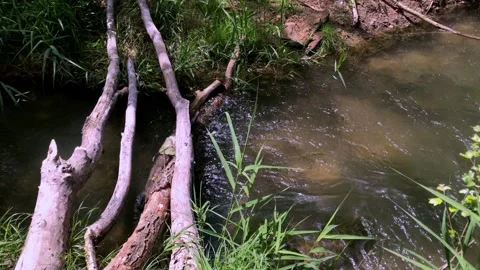 The river in the forest is small and shallow, evening sun Stock Footage 277210551