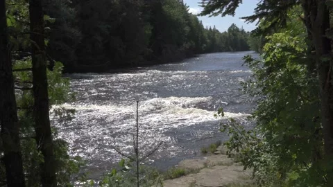 River in the forest; some white foam on water. Stock Footage 166117799