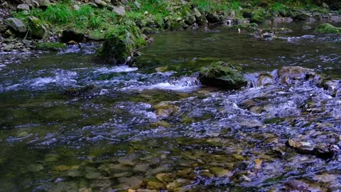 River forest in spring time Stock Footage 139399702