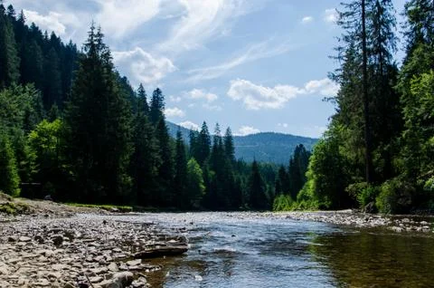 River in the forest with a stone beach on the background of green pines. Beautif Stock Photos