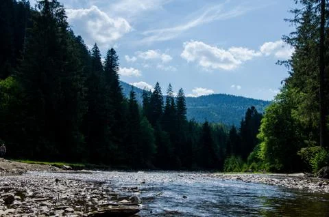 River in the forest with a stone beach on the background of green pines. Beautif Stock Photos