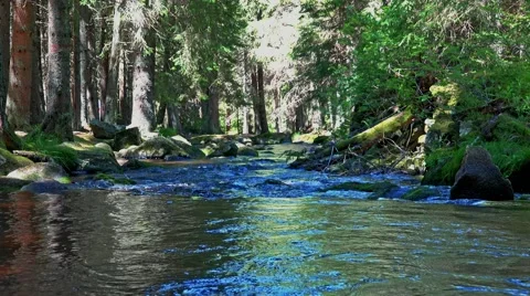 River in the forest with stones - sunny day Stock Footage