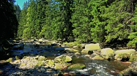 River in the forest with stones - sunny day Stock Footage