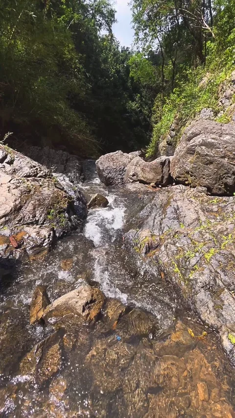 River in the forest, stream, water, waterfall, nature, river, forest, Stock Footage 236935019