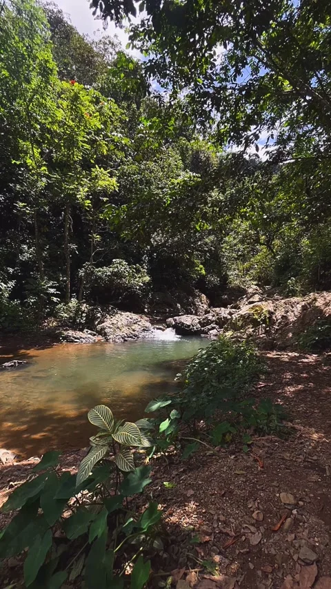 River in the forest, stream, water, waterfall, nature, river, forest, Stock Footage 236936349
