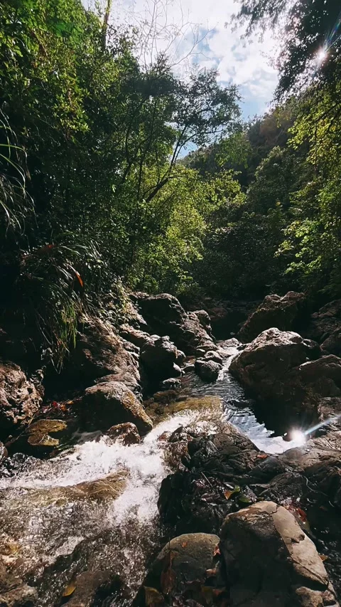 River in the forest, stream, water, waterfall, nature, river, forest, Stock Footage 237180075