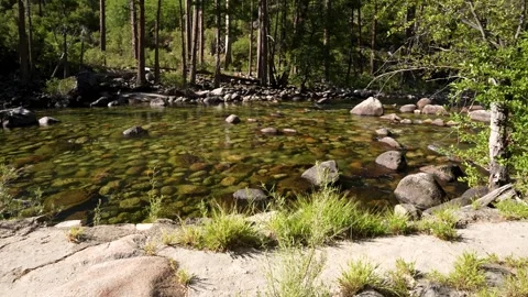 River in a Forest on Summer Day Stock Footage 242024878