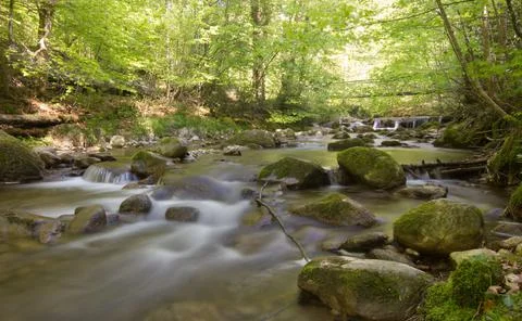 River in a forest on a summer day Stock Photos