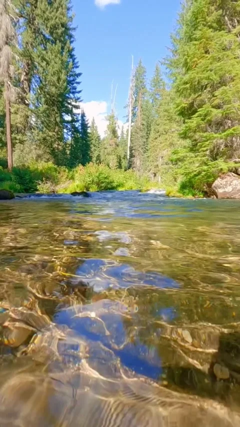 River in the forest in summer Stock Footage 274867236