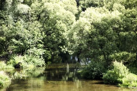 River in the forest. Summer landscape with a river and trees. Stock Photos