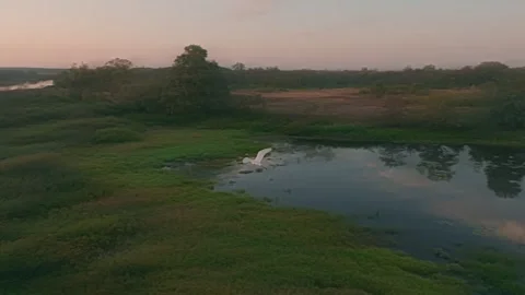 River forest sunset dawn sun jungle nature lake water tree Stock Footage 253572615