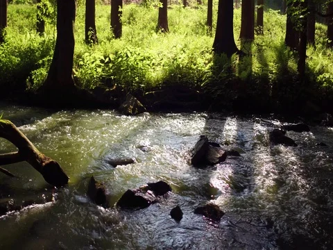 River in the forest at sunset Stock Footage 76528022