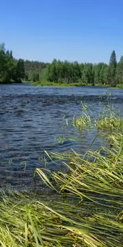 River in the forest taiga. Panoramic view of nature, summer day. Stock Photos