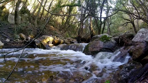 River in the forest taken from below Stock Footage 128930556
