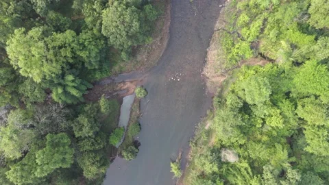 RIver in the forest top down drone shot 4k 30p Stock Footage 231288844