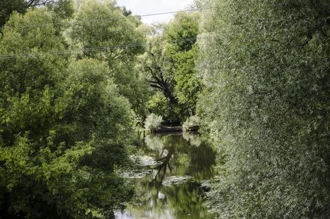 River in the forest with trees in the foreground and green leaves in the backgro Stock Photos