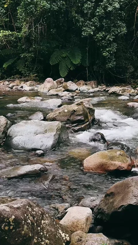 River in the forest, water, river, stream, nature, waterfall, landscape, Stock Footage 233718589